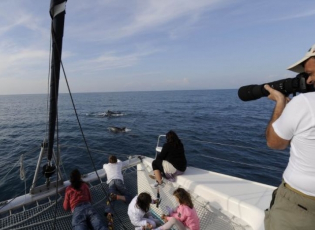 Osservando i delfini